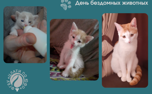 гориз_ копия_ копия_ копия_20260817_094943_0000